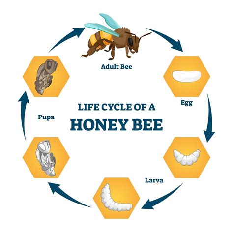 Printable Honey Bee Life Cycle Chart